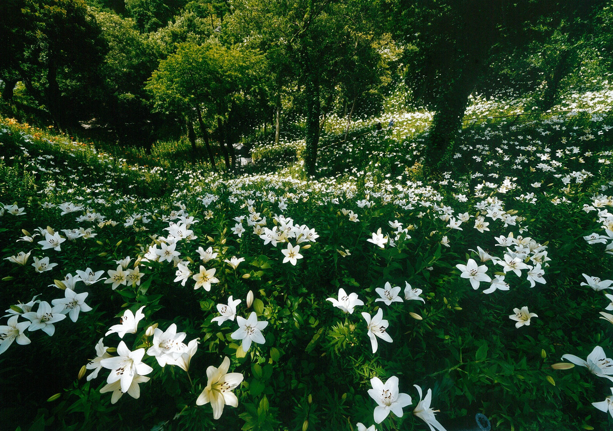 咲き広がる白百合の園