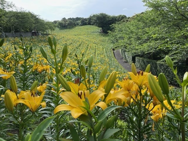 84%OFF!】 可睡ゆりの園2枚 azuraftu.mg