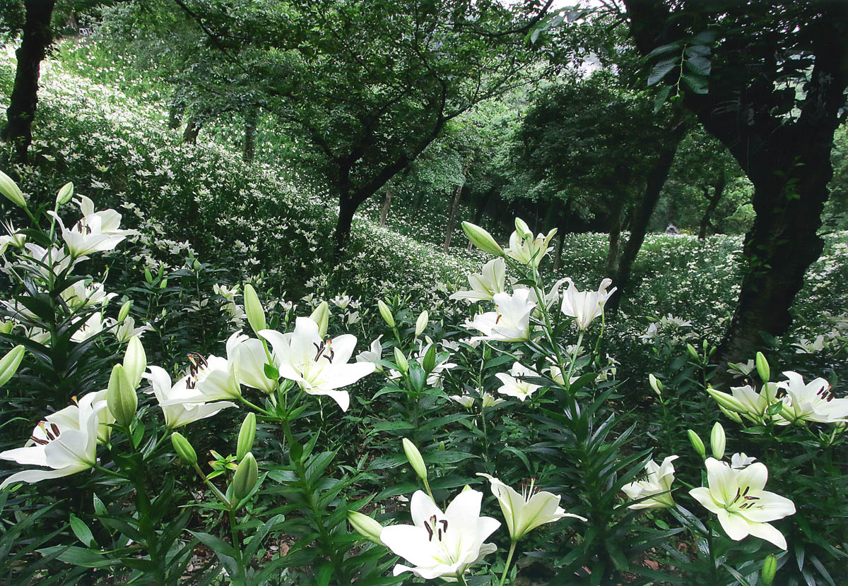 白百合の咲く丘