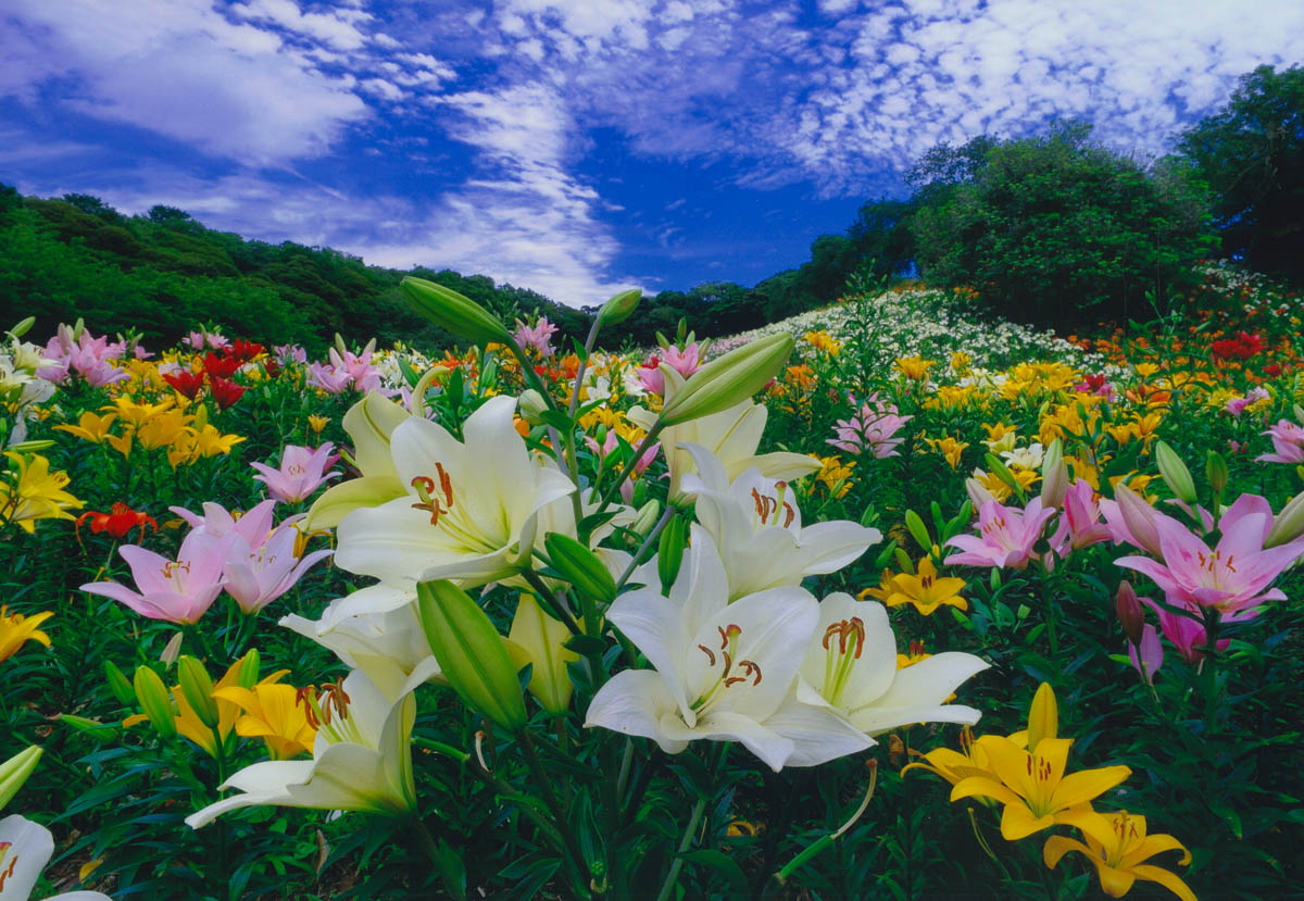 祝福の花咲く丘で
